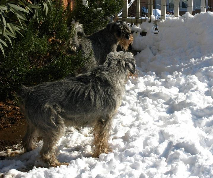 foto_inverno2010 i.jpg - Anche la vecchia Alicia vuol godersi un po' di sole, ma senza bagnarsi troppo! Meglio stare ai margini.
